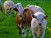 cows in pasture