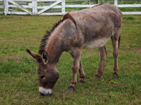 donkey in field