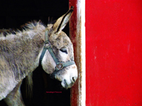 donkey in shed