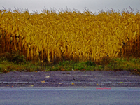 fall corn by side of the road
