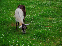 goat eating grass