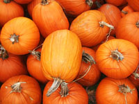 pumpkin pile