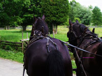 draft horses pulling a wagon