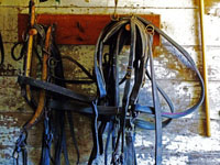 horse harnesses on wall