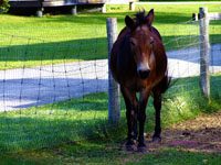 horse in corral