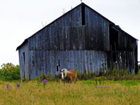 horse in front of old barn