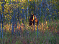 horse in woods