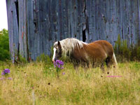 horse looking at flowers