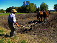 man plowing field with horses
