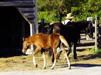 young colt with mother