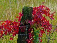 old fencepost with vines