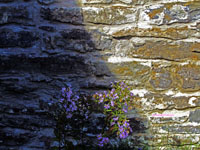 flowers growing against old stone wall