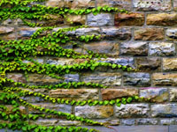 ivy growing on stone wall