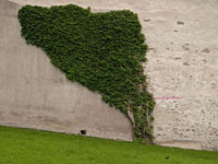 old plastered stone wall with ivy