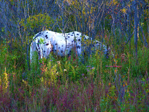 white pinto horse grazing in woods